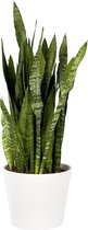 Plant in hydrocultuur systeem van Botanicly: Vrouwentongen met weinig onderhoud – Hoogte: 85 cm – Sansevieria trif. Ceylanica