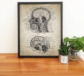 Vintage Anatomie Poster van de Hersenen - Gedrukt op Canvas - A4 Formaat
