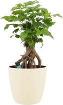 FloriaFor - Rademachera Sinica Mangrove In ELHO Sierpot Brussels Round (soap) - - ↨ 50cm - ⌀ 20cm