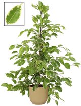 Mama's Planten - Ficus Benjamina ‘Golden King’ In ELHO Vibes Fold Rond Sierpot  (botergeel) - Vers Van De Kweker - ↨ 105cm - ⌀ 22cm