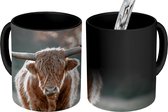 Magische Mok - Foto op Warmte Mok - Schotse hooglander - Dier - Zonsondergang - 350 ML