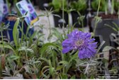 6x Scabiosa caucasica ‘Perfecta’ - Duifkruid - Pot 9x9 cm