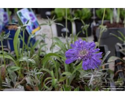 6x Scabiosa caucasica ‘Perfecta’ - Duifkruid - Pot 9x9 cm