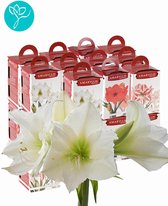 Amaryllis gift box - 24 stuks - Season of Amaryllis - WIT - Relatiegeschenk