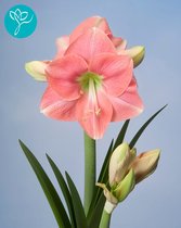 Amaryllis Rosalie - ROZE - 3 bollen pakket - bolmaat 30/32 - Season of Amaryllis - Cadeautip - Kerst - Bloembol voor binnen