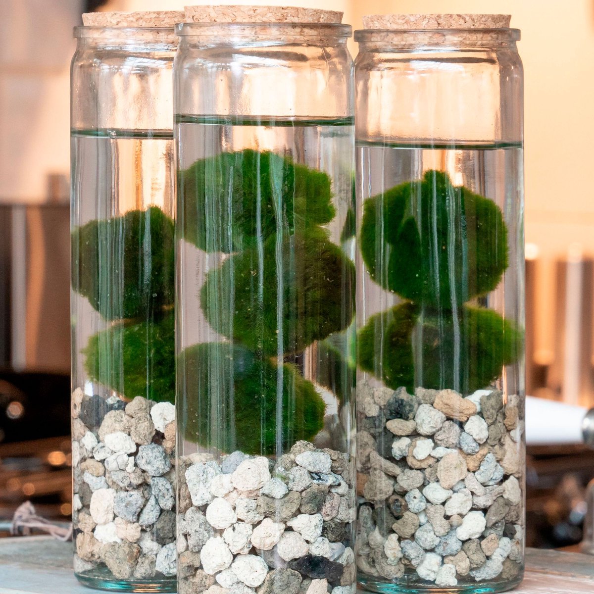 Aegagropila linnaei (Marimo moss ball