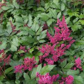 Astilbe japonica 'Red Sentinel' - Pluimspirea - 30 cm - Pot 2 liter