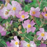 Cistus 'Grayswood Pink' - Cistusroos - 15 cm - Pot 3 liter