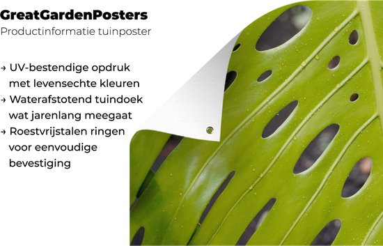 Affiche de jardin Groot feuille botanique de la plante du trou - 60x30 cm - Toile de jardin - Affiche d'extérieur
