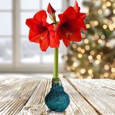 Amaryllis in wax »Touch of Gloss«, Magic Ocean