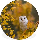 WallCircle - Wandcirkel - Muurcirkel - Vogel - Uil - Herfst - Aluminium - Dibond - ⌀ 60 cm - Binnen en Buiten