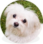 WallCircle - Wandcirkel ⌀ 30 - Maltezer hond kijkt naar boven - Ronde schilderijen woonkamer - Wandbord rond - Muurdecoratie cirkel - Kamer decoratie binnen - Wanddecoratie muurcirkel - Woonaccessoires