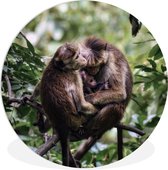 Famille de singes sur une feuille de plastique de cercle de mur de branche