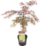 Acer palmatum 'Garnet’ – Japanse Esdoorn – Heester - Winterhard - ⌀19 cm - 50-60 cm