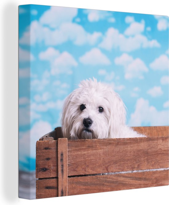 Canvas Schilderij Maltezer hond in een houten doos - 90x90 cm - Wanddecoratie