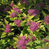 25 stuks | Japanse spierstruik Goldflame Blote wortel 20-30 cm | Standplaats: Halfschaduw/Volle zon | Latijnse naam: Spiraea japonica Goldflame