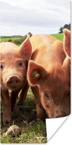Affiche Cochons - Porcinet - Animaux - 75x150 cm