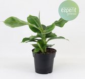 Kamerplant van Botanicly – Bananenplant – Hoogte: 50 cm – Musa Oriental Dwarf