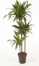 Kamerplant van Botanicly – Drakenboom – Hoogte: 120 cm – Dracaena Janet Craig