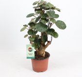 Kamerplant van Botanicly – Polyscias Fabian – Hoogte: 40 cm