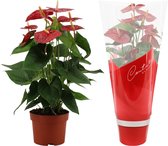 Kamerplant van Botanicly – Flamingoplant – Hoogte: 57 cm – Anthurium Jambo Red