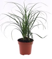 Kamerplant van Botanicly – Olifantenpoot – Hoogte: 35 cm – Beaucarnea