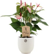 Kamerplant van Botanicly – Flamingoplant in witte keramische pot als set – Hoogte: 36 cm – Anthurium amalia elegance