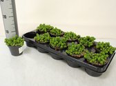 Kamerplant van Botanicly – Jadeplant – Hoogte: 10 cm – Crassula Minor Canarias