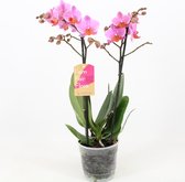 Orchidee van Botanicly – Vlinder orchidee – Hoogte: 45 cm, 1 tak – Phalaenopsis Multiflora Santa Rosa
