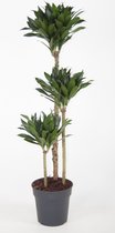 Kamerplant van Botanicly – Drakenboom – Hoogte: 110 cm – Dracaena fragr. Compacta