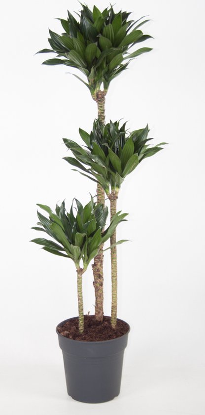 Kamerplant van Botanicly – Drakenboom – Hoogte: 130 cm – Dracaena fragr. Compacta