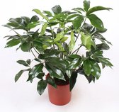 Bloem van Botanicly – Roze prinses – Hoogte: 130 cm – Philodendron Green Wonder