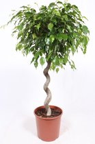 Kamerplant van Botanicly – Treurvijg – Hoogte: 135 cm – Ficus benjamina Exotica
