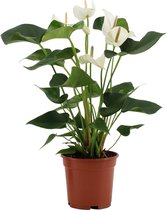 Kamerplant van Botanicly – Flamingoplant – Hoogte: 57 cm – Anthurium White Winner