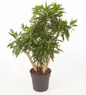 Kamerplant van Botanicly – Drakenboom – Hoogte: 90 cm – Dracaena reflexa