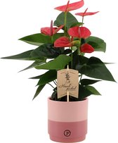 Bloem van Botanicly – Flamingoplant in roze keramiek pot als set – Hoogte: 36 cm – Anthurium Andreanum Sweet Dream