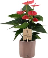 Bloem van Botanicly – Flamingoplant in taupe keramiek pot als set – Hoogte: 36 cm – Anthurium Andreanum Sweet Dream