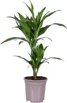 Kamerplant van Botanicly – Drakenboom incl. sierpot wit als set – Hoogte: 70 cm – Dracaena fragr. Janet Craig