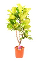 Kamerplant van Botanicly – Vioolplant  – Hoogte: 134 cm – Ficus Lyrata