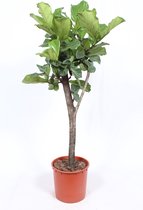 Kamerplant van Botanicly – Vioolplant  – Hoogte: 160 cm – Ficus Lyrata