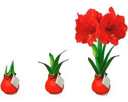 Amaryllis wax bol rood met rode bloem