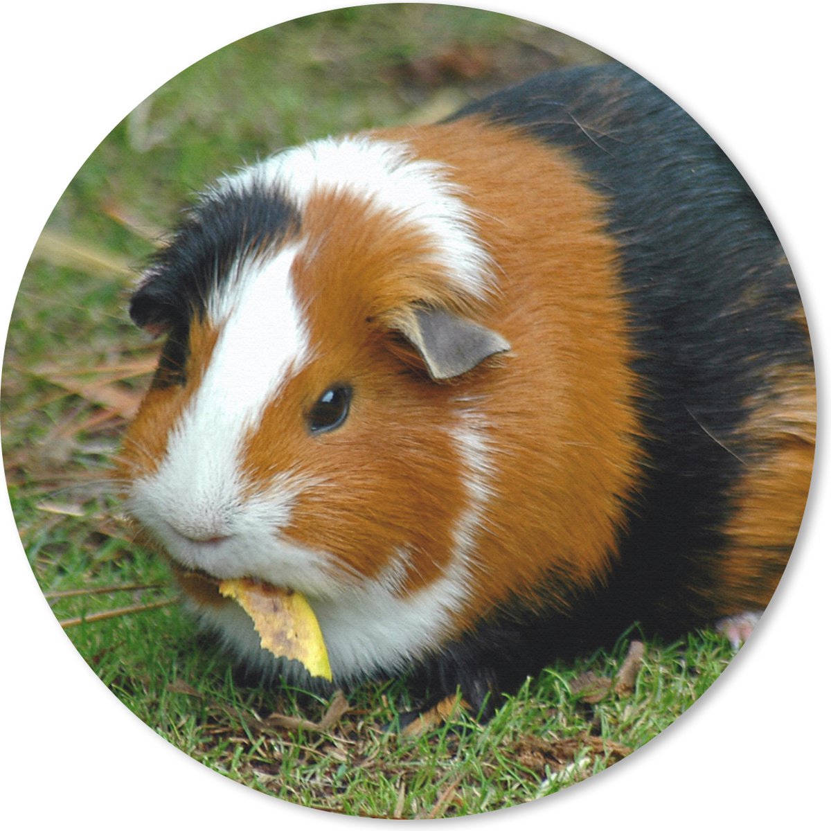 Muismat rond 50x50 cm - Mousepad Cavia buiten - Ronde muismatten