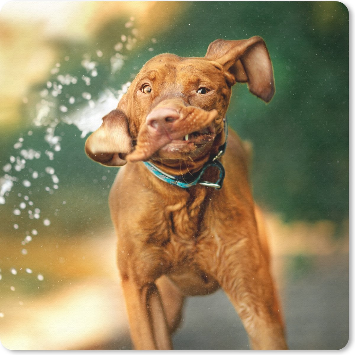 Muismat 30x30 cm - Mousepad Nat - Hond - Water - Muismatten