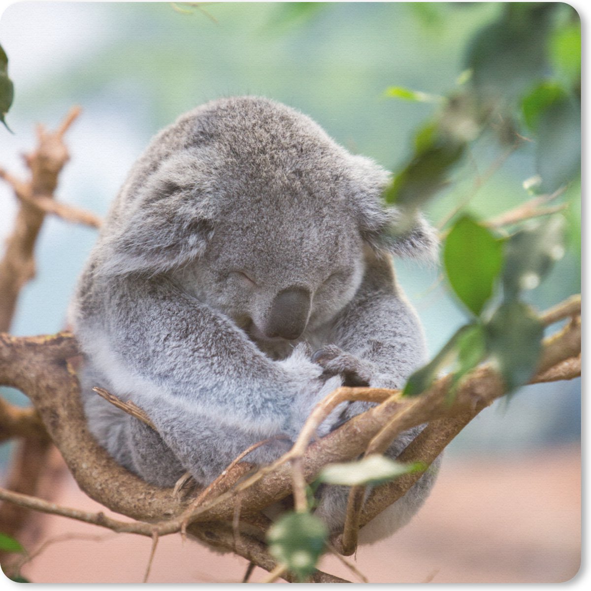 Muismat 20x20 cm - Mousepad Koala - Takken - Slapen - Kinderen - Jongens - Meiden - Muismatten
