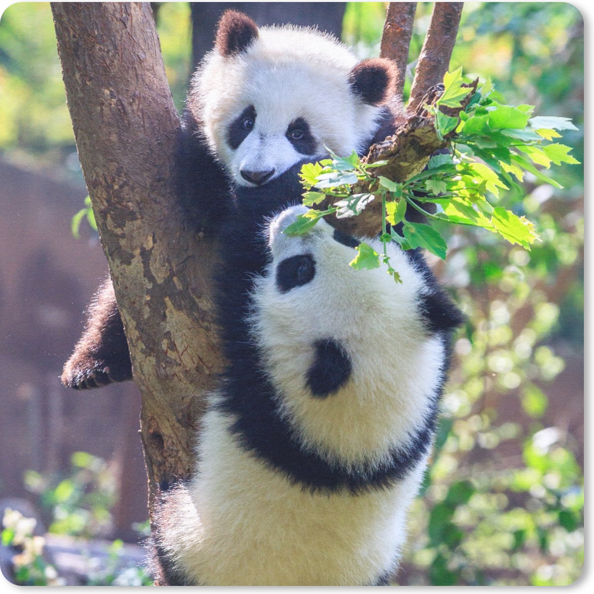 Muismat 20x20 cm - Mousepad Panda's - Boom - Natuur - Muismatten