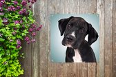 Tuinposters Lieve zwart-witte hond - 50x50 cm - Tuindoek - Buitenposter
