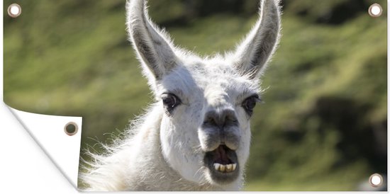 Affiche de clôture Lama - Drôle - Enfants - Garçons - Filles - Kids - 200x100 cm - Toile de jardin