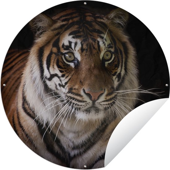 Tuincirkel Kop van een Sumatraanse tijger - Tuinposter