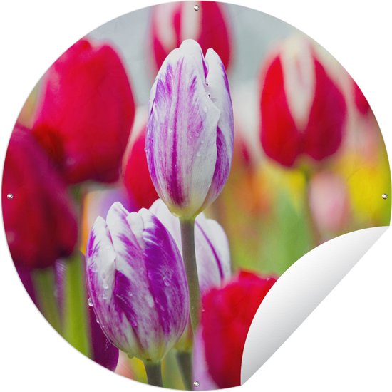 Tuincirkel Close-up van gekleurde tulpen - 120x120 cm - Ronde Tuinposter - Buiten XXL / Groot formaat!