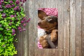 Tuinposter Een Teckel puppy op een roze deken - 30x60 cm - Tuindoek - Buitenposter